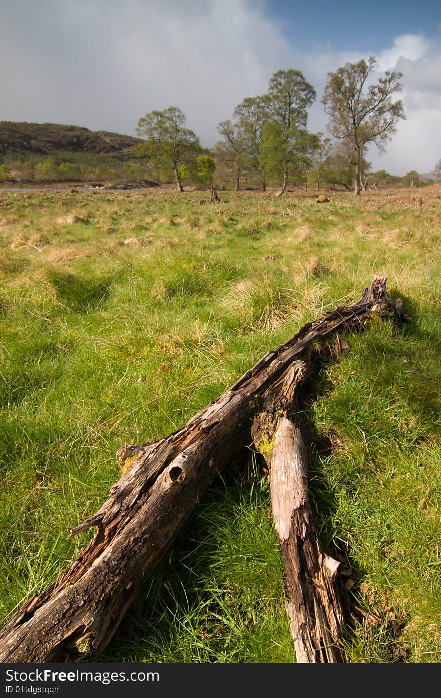 Scottish landscape with green meadow