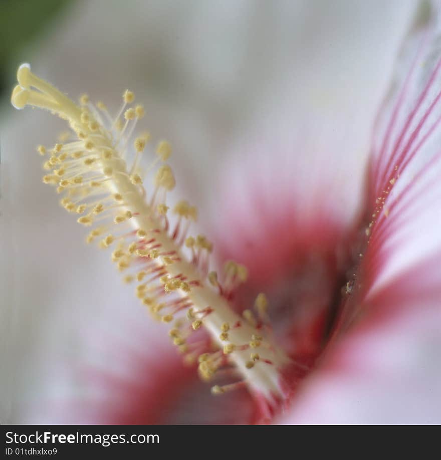 White Hibiscous