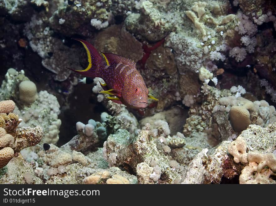 Lyretail grouper taken in the red sea.