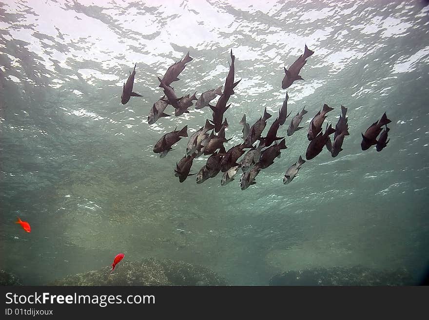 Black and white snappers taken in the red sea.