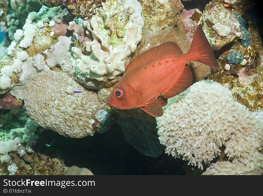 Crescent-tail bigeye