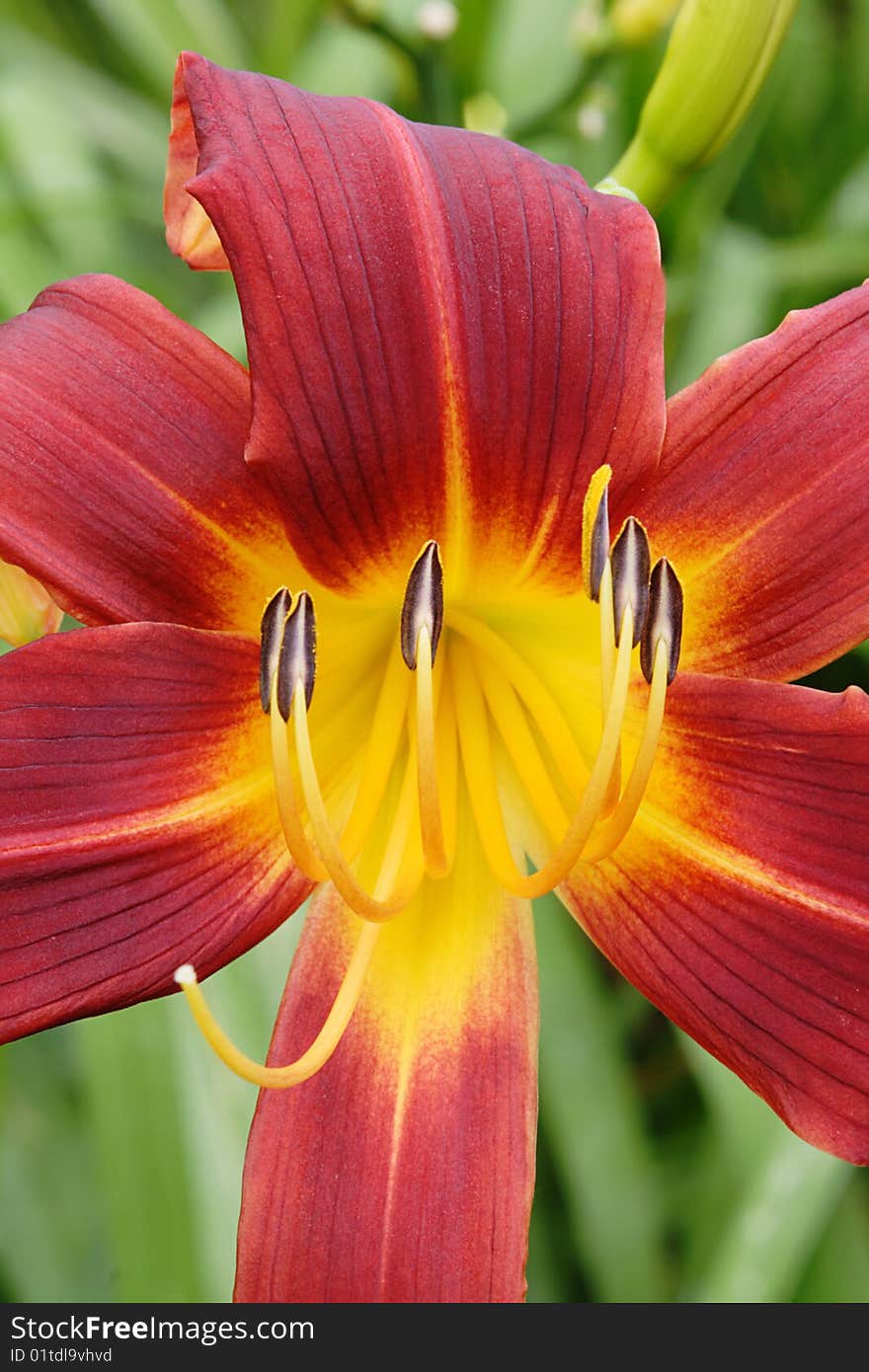 Eye catching portrait of perennial hemerocallis. Eye catching portrait of perennial hemerocallis