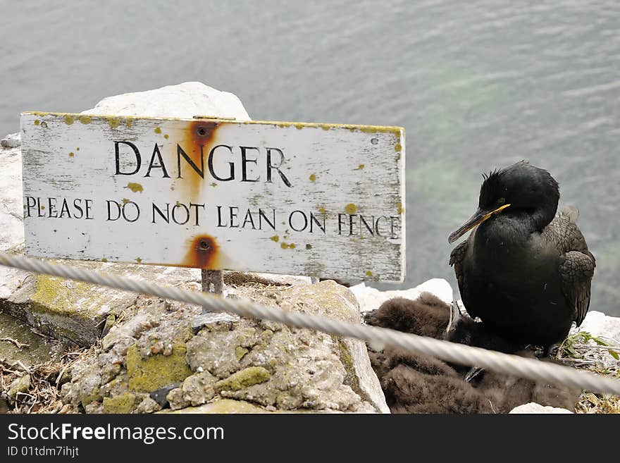 Shag (Phalacrocorax aristotelis)