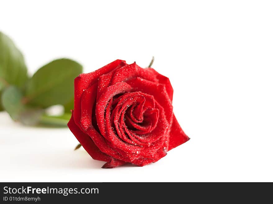 A red rose with water drops isolated on white background