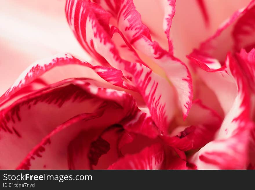 Carnation blossom closeup background