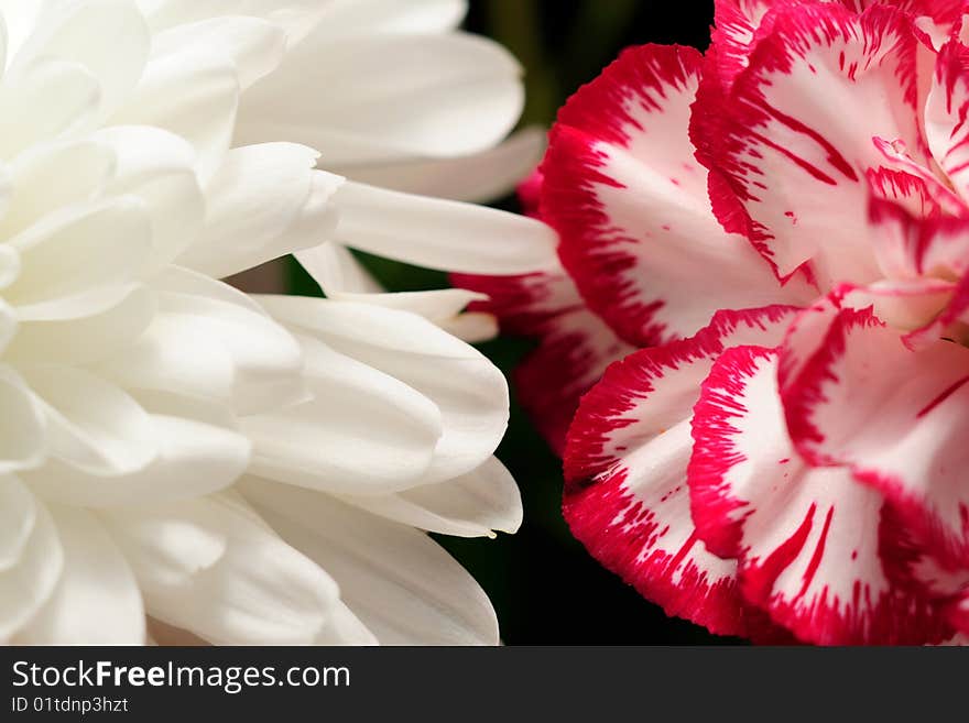 Macro closeup of carnation and chrysanthemum blossoms shown in contrast. Macro closeup of carnation and chrysanthemum blossoms shown in contrast