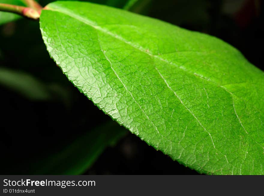 Closup macro of vivid bright green plant leaf. Closup macro of vivid bright green plant leaf