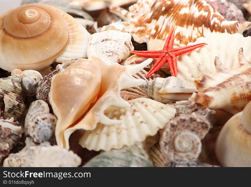 Seashells