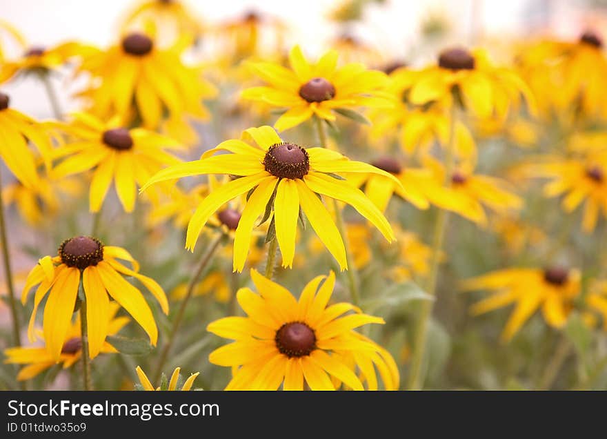 Beautiful yellow flowers in the afternoon in a garden. Beautiful yellow flowers in the afternoon in a garden