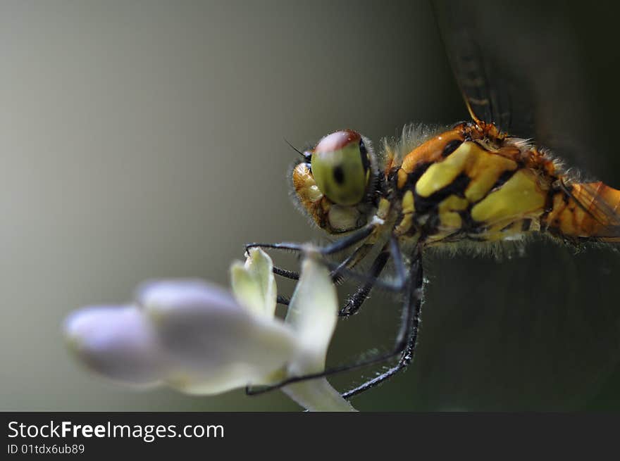 A dragonfly posing for the photographer in botanical garden. A dragonfly posing for the photographer in botanical garden