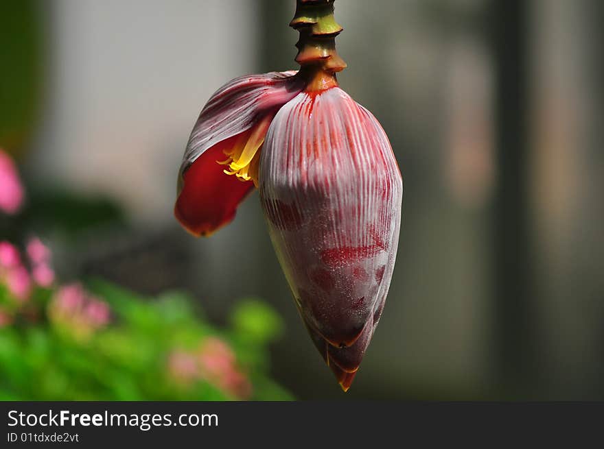 A photo of banana flower in the botanical garden