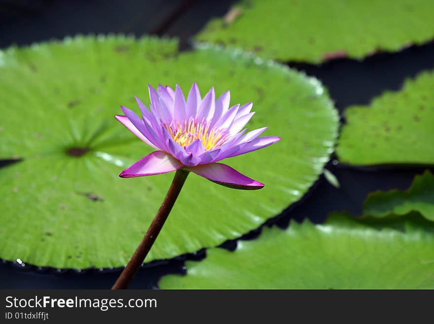 Close up of purple water lily over green leaves.