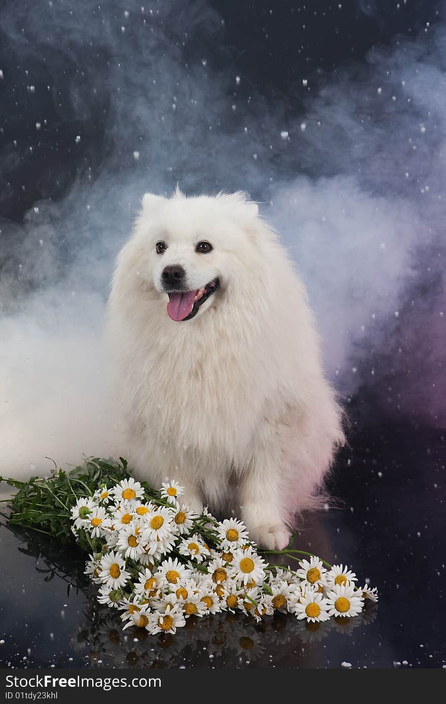 White Smoyed dog on black studio background. White Smoyed dog on black studio background