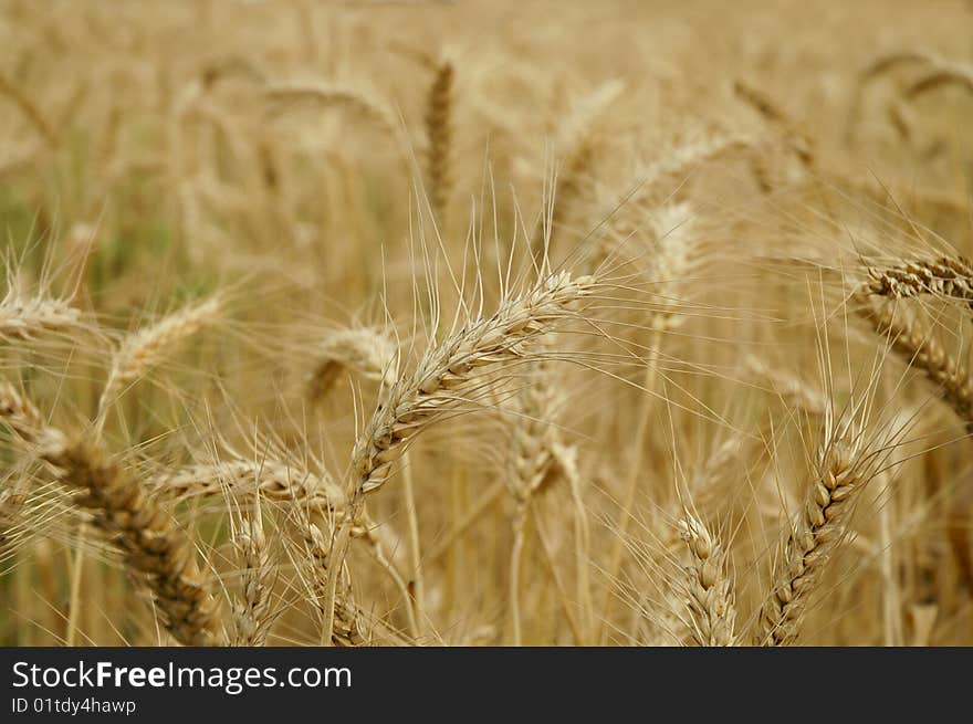 Wheat field