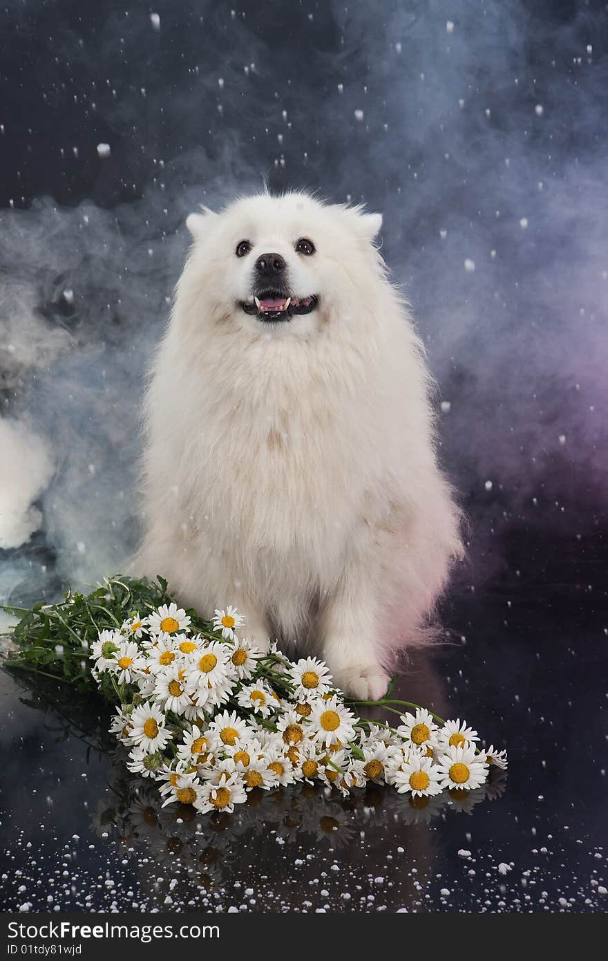 White Smoyed dog on black studio background. White Smoyed dog on black studio background