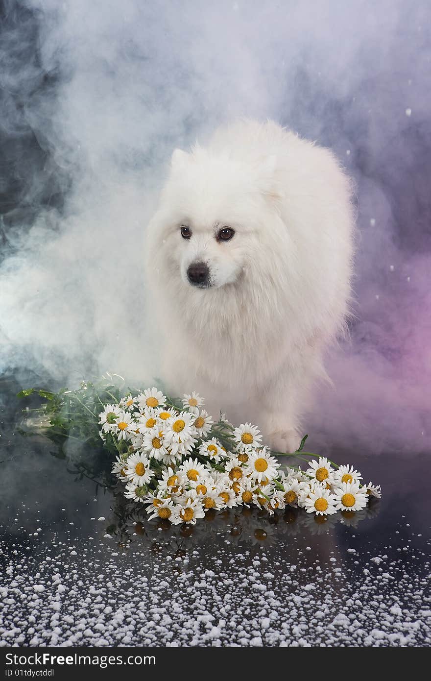 White Smoyed dog on black studio background. White Smoyed dog on black studio background