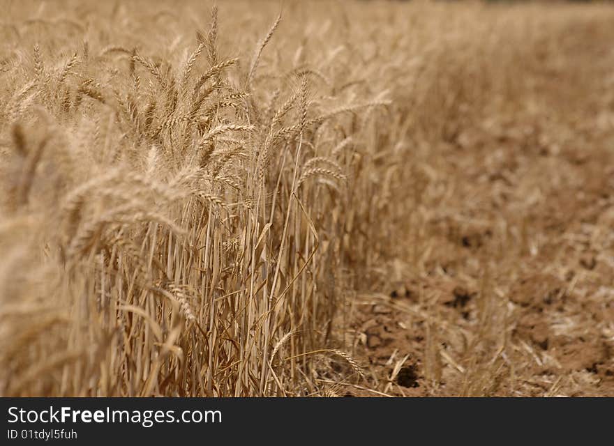 Wheat field in color of yellow and brown, useful for background