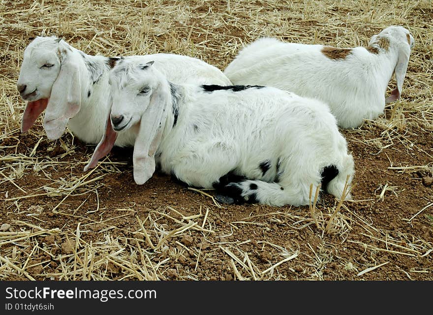 Three Baby Lambs