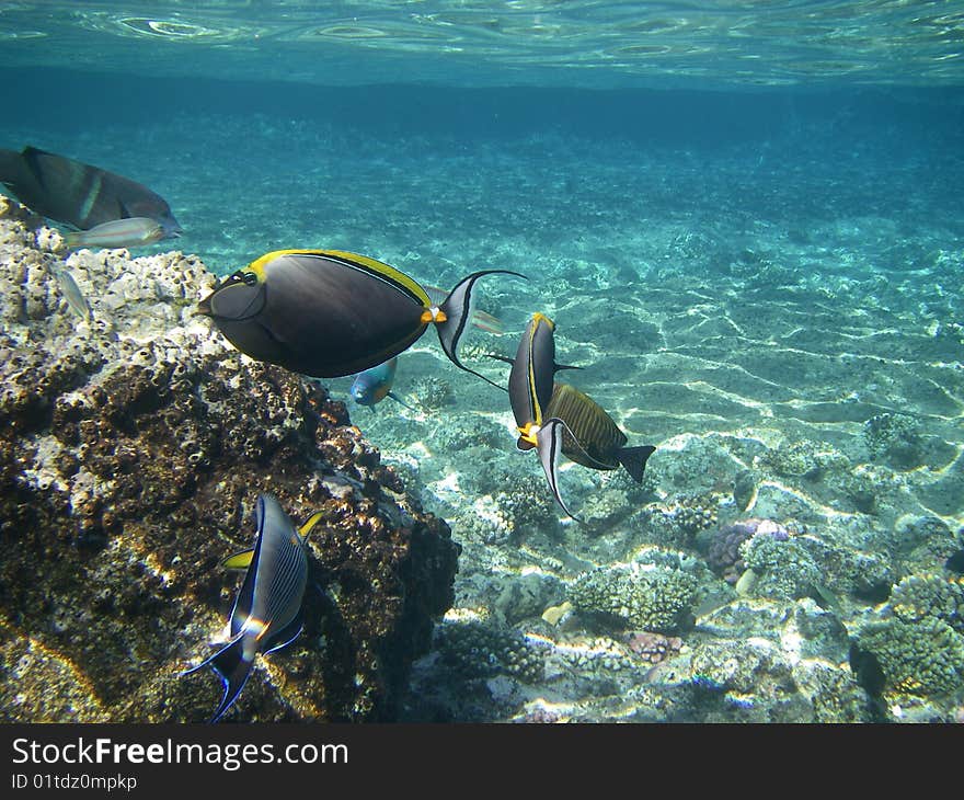 Fishes of red sea sea. Fishes of red sea sea