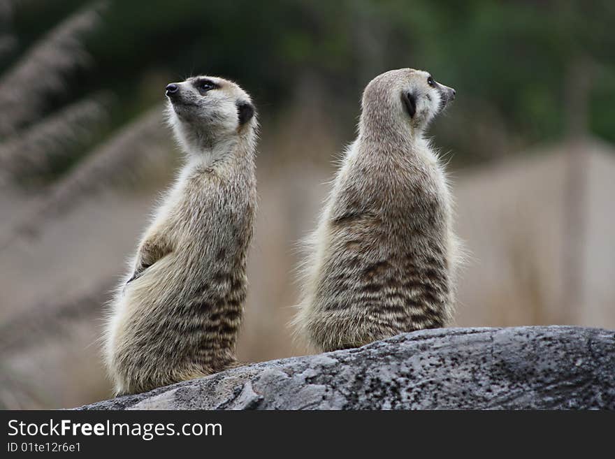 2 Meerkats sitting on a rock