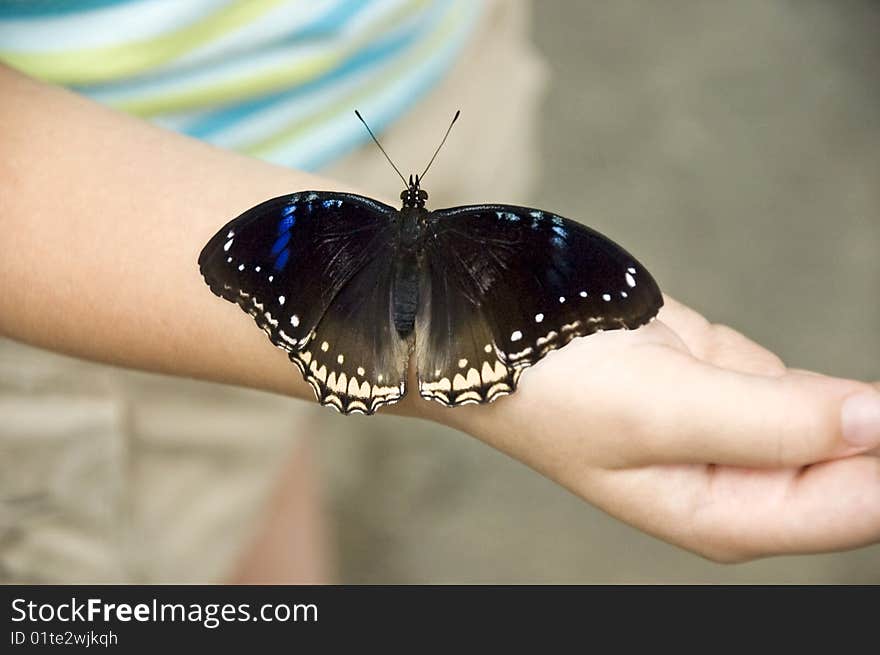 Large butterfly resting on girls arm, selective focus with shallow depth of field, horizontal with copy space