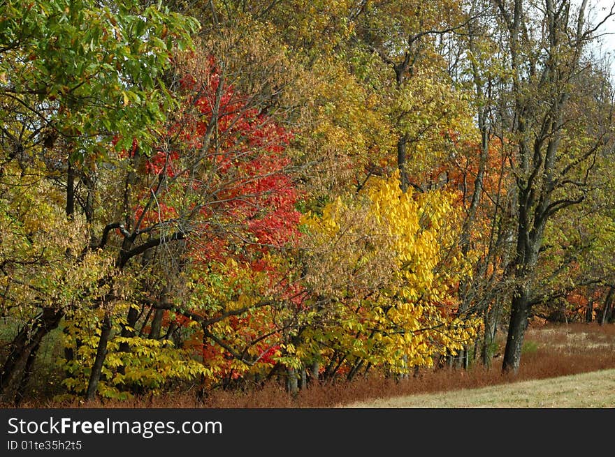 A full frame background of beautiful fall trees, horizontal with copy space. A full frame background of beautiful fall trees, horizontal with copy space