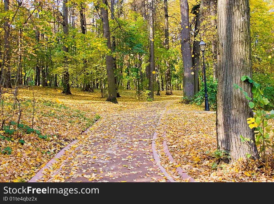 Autumn colors in the park, wood landscape