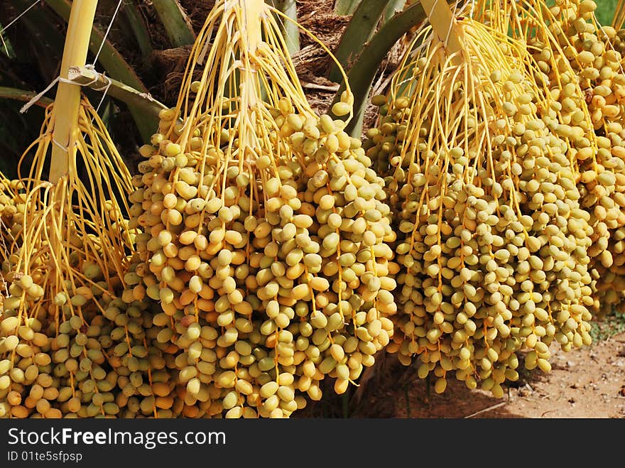 A Palm Tree and Dates fruites in the Arabian Desert