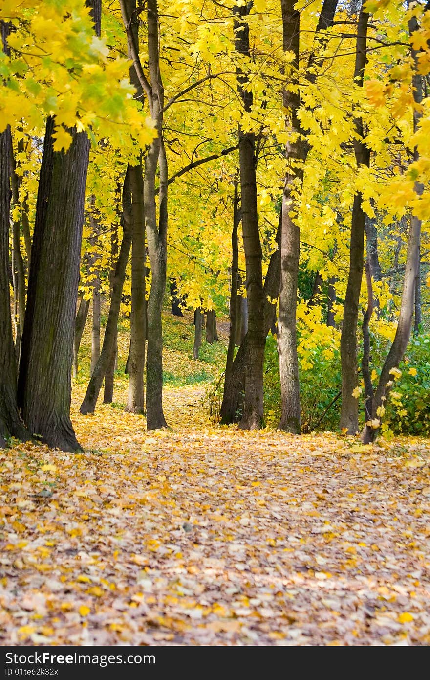 Autumn colors in the park, wood landscape