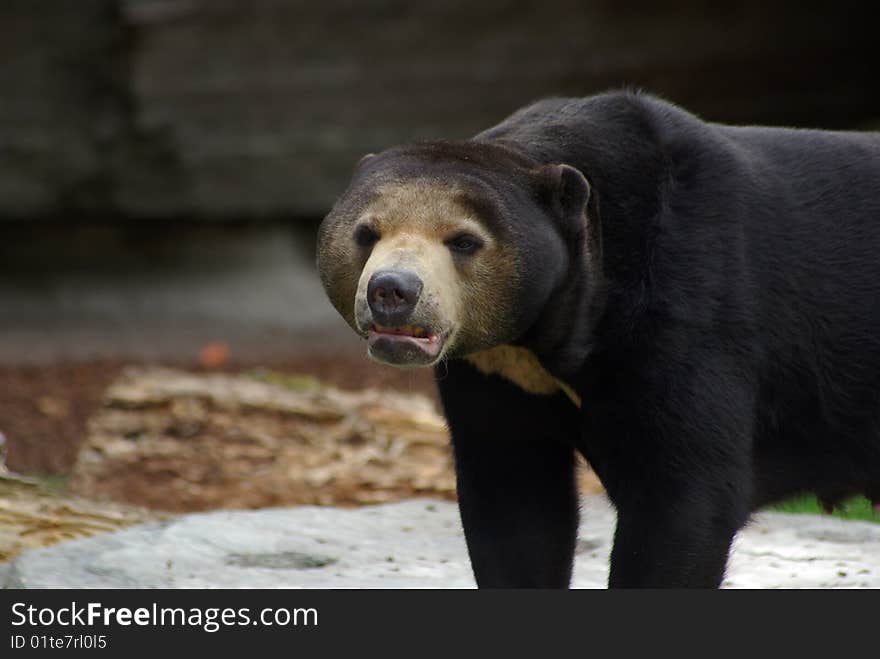 Black malaysian baer walking outside