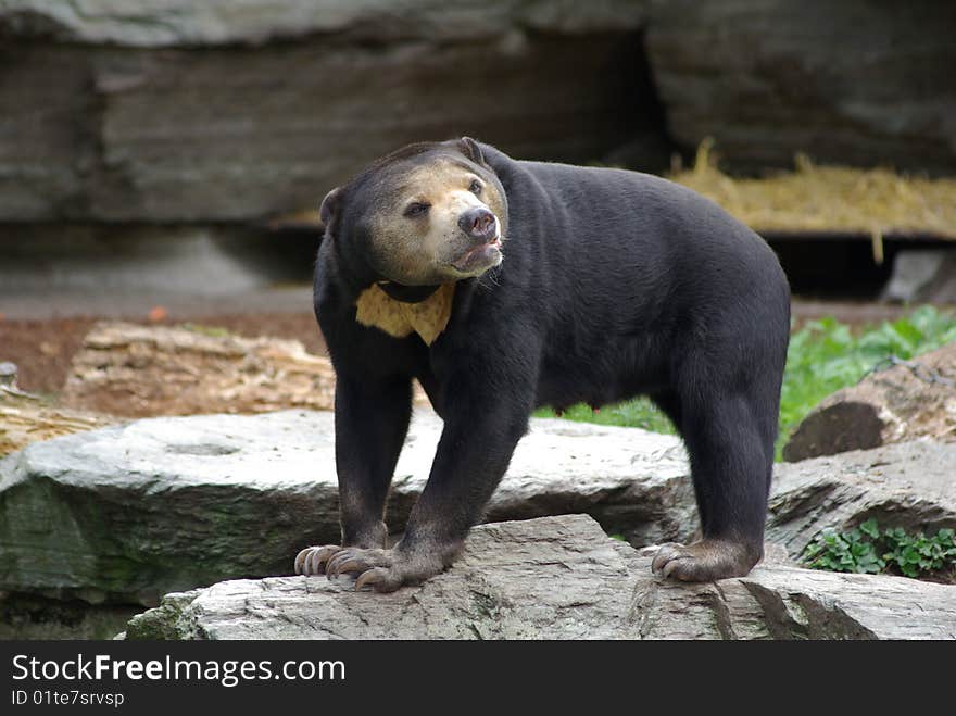 Black malaysian baer walking outside