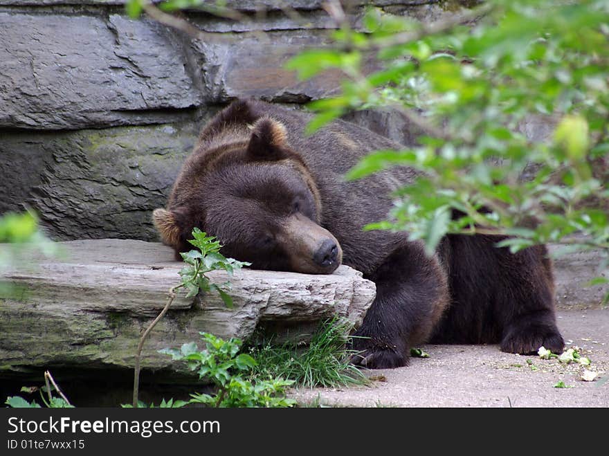 Brown baer sleeping outside on a rock