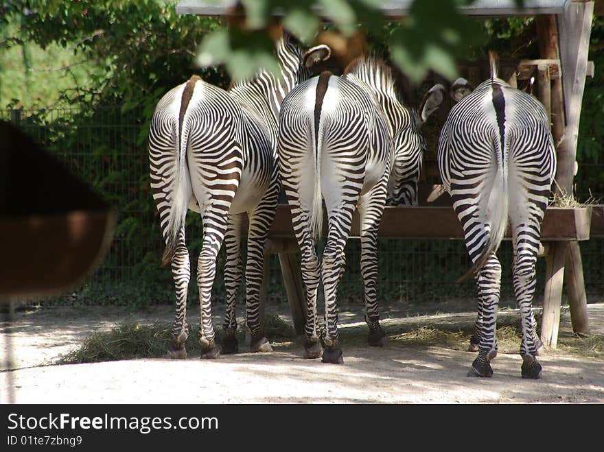 Three Zebras