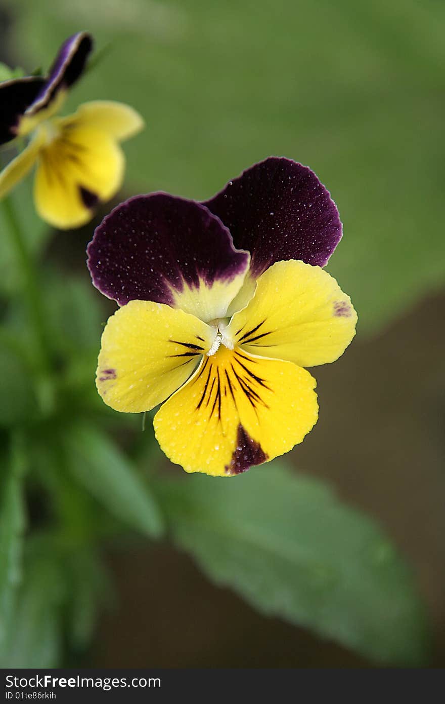 Yellow bloom with dark violet streaks and petals. Yellow bloom with dark violet streaks and petals