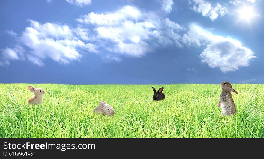 Rabbits on a glade with a green grass, the sun, clouds.