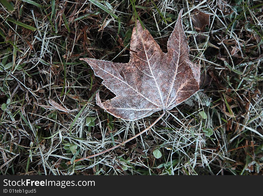 Frosty leaf fall grass dry ise cold. Frosty leaf fall grass dry ise cold