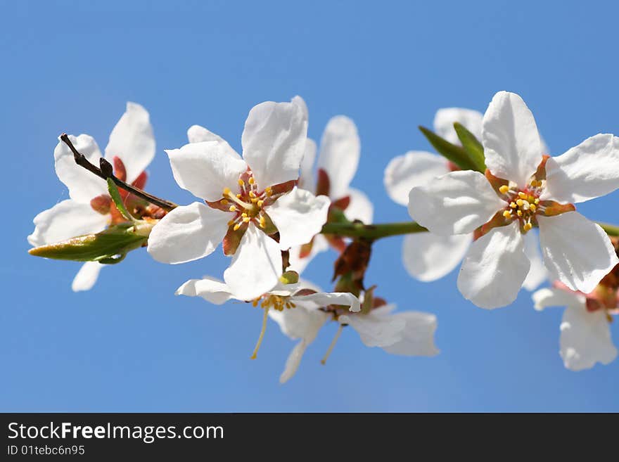 apricot  blossom on a beautiful spring day