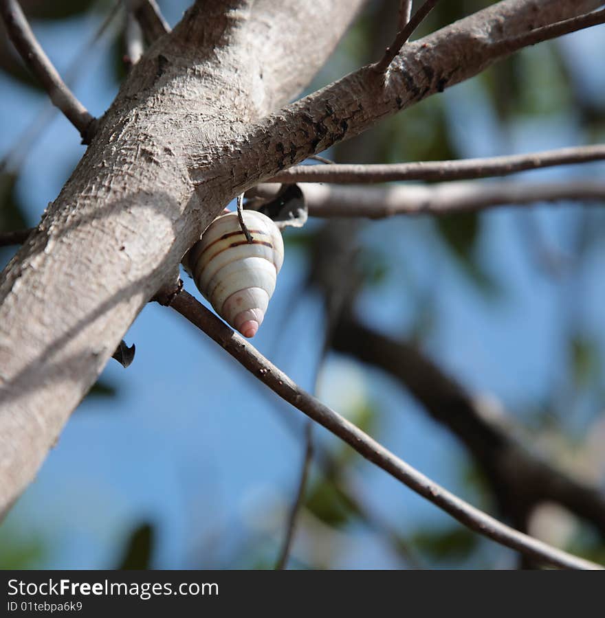 Snail nature tree shell spiral live move. Snail nature tree shell spiral live move