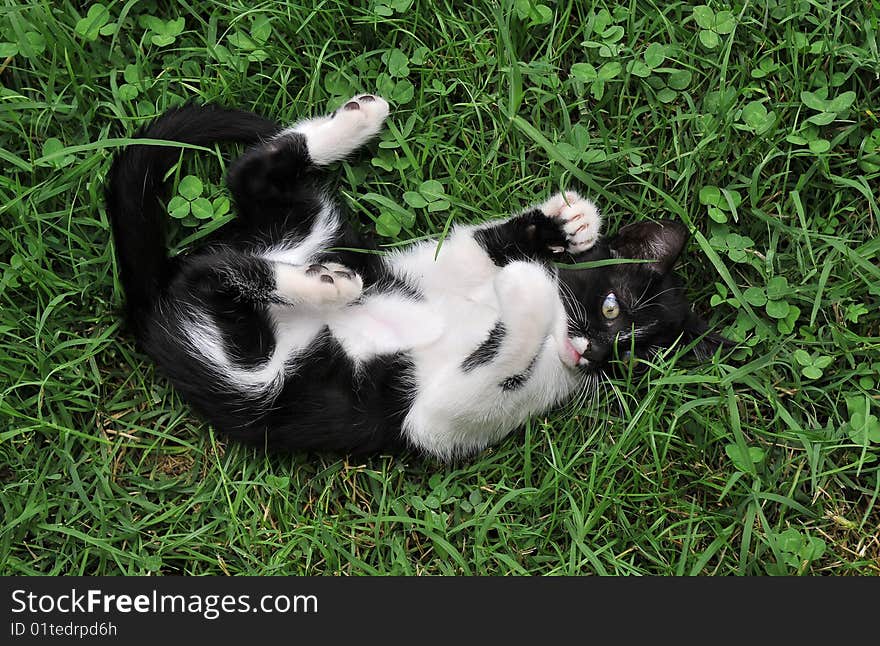 Cat playing on the grass