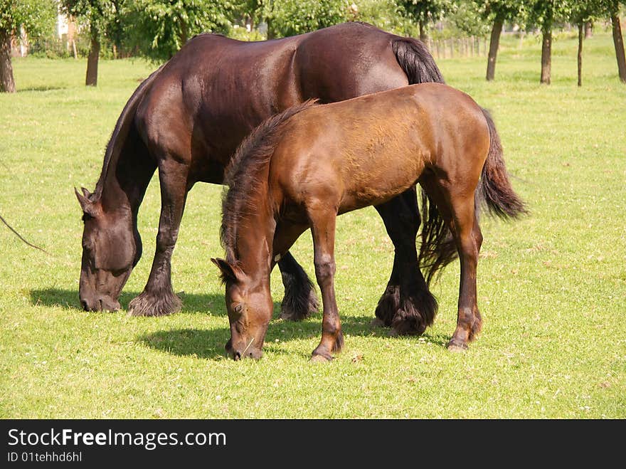 A dark brown horse with a foal. A dark brown horse with a foal