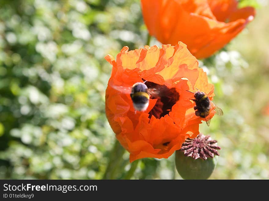 Bumblebees and poppy flowers