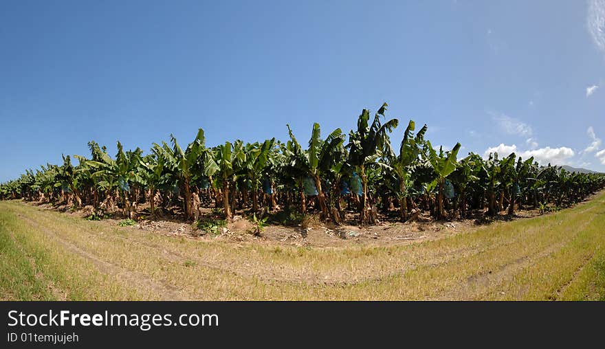 Wide angle shot of large banana plantation. Wide angle shot of large banana plantation