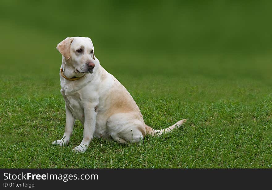 Golden Labrador dog sitting on the grass