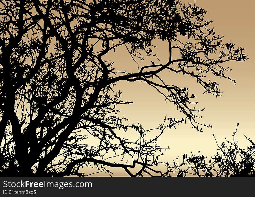 Silhouette of tree on sundown background