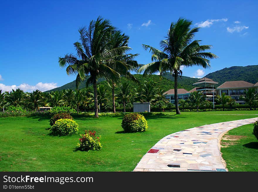 There are many beautiful coconut trees