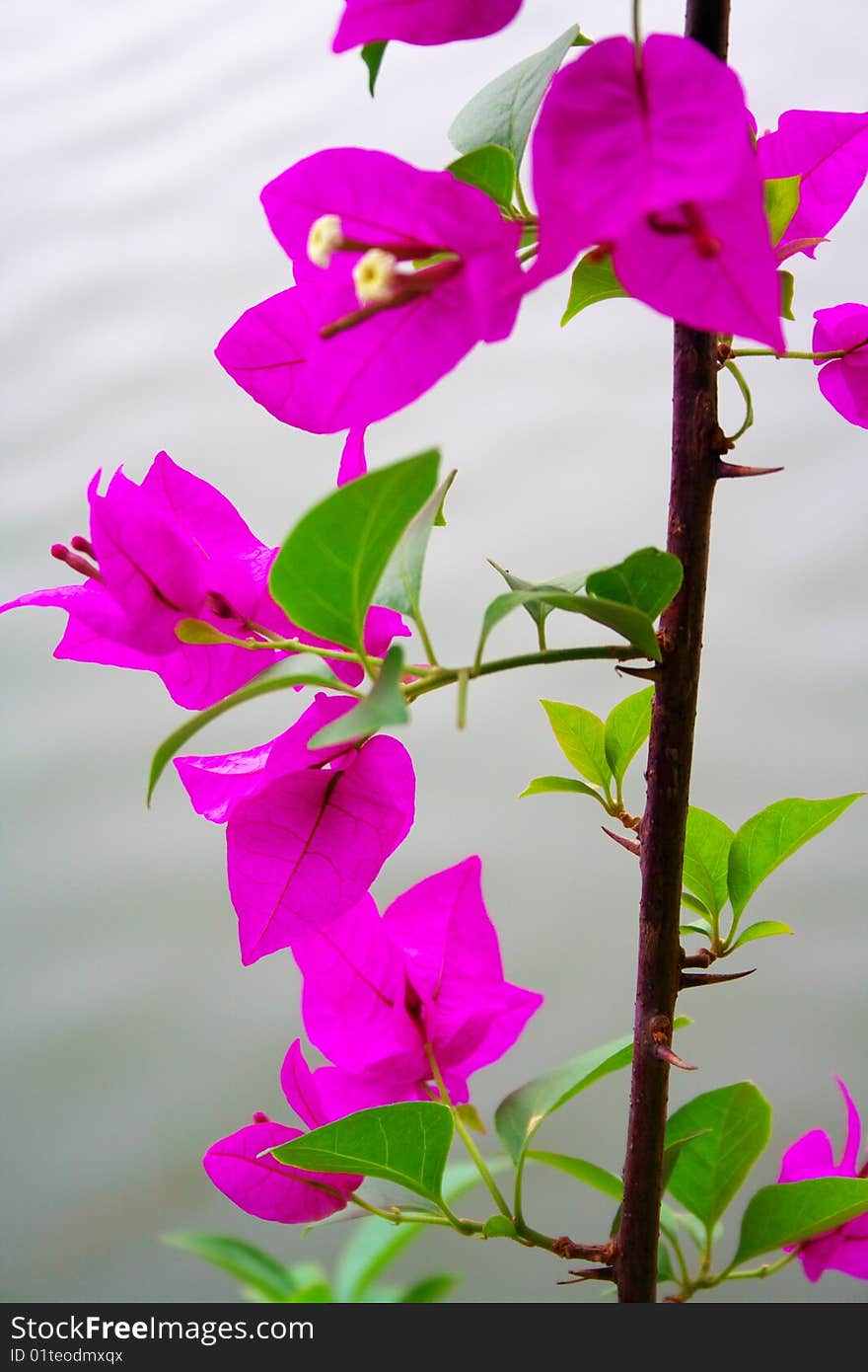 The flowers in the garden