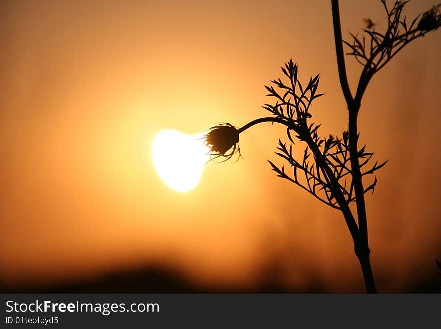 The Lamp.The Light bulb of the day light.The Herbs on background calling at sun. The Lamp.The Light bulb of the day light.The Herbs on background calling at sun