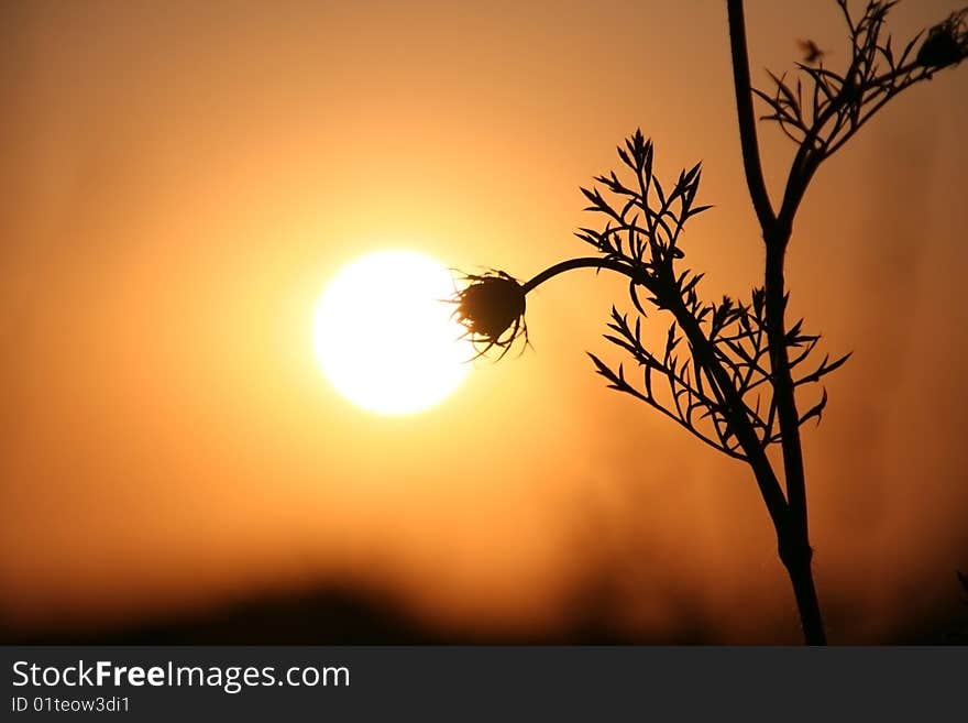 The Herbs on background calling at sun.Silhouettes. The Herbs on background calling at sun.Silhouettes