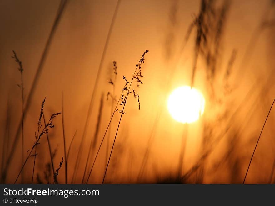 The Herbs on background calling at sun.Silhouettes. The Herbs on background calling at sun.Silhouettes