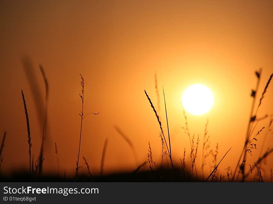 The Herbs on background calling at sun.Silhouettes. The Herbs on background calling at sun.Silhouettes